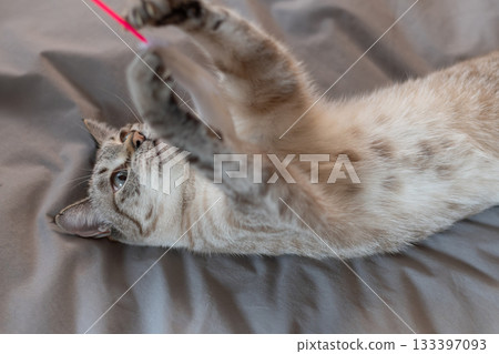 Cat playing with toys 133397093
