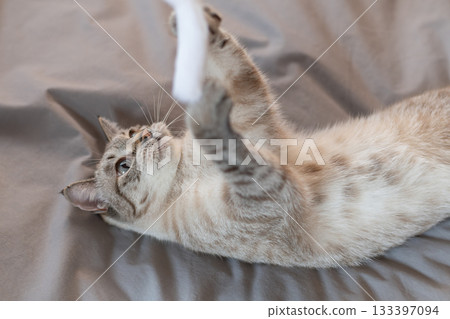 Cat playing with toys Cat playing with toys 133397094