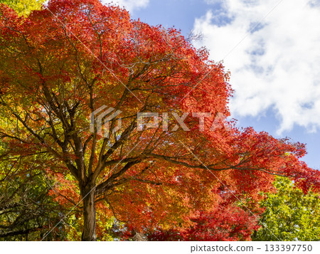 The bright red autumn leaves of Satsukiyama 133397750