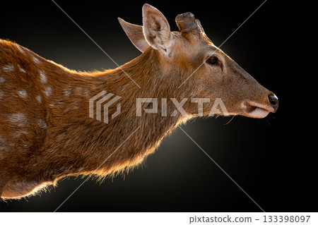 Deer walking forward, against sunset, black background 133398097