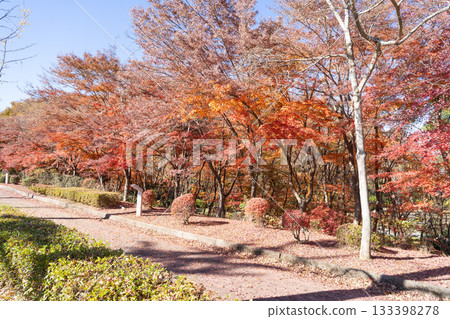 Autumn leaves near the Parthenon (Chichibu Muse Park) Autumn leaves near the Parthenon (Chichibu Muse Park) 133398278