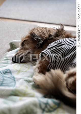 An elderly miniature dachshund sleeping comfortably An elderly miniature dachshund sleeping comfortably 133398357