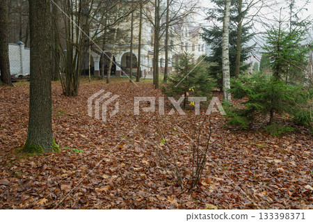 path in the autumn forest path in the autumn forest 133398371
