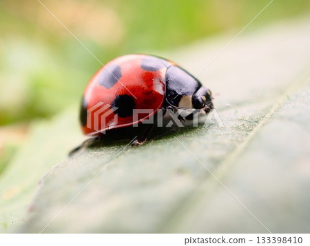 Seven-spotted ladybird resting on a leaf on the Arakawa riverbed in Kawaguchi City 133398410
