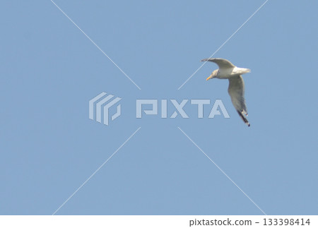 鳥兒飛翔在天空中 133398414