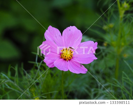 濱離宮花園裡盛開的粉紅波斯菊 133398511