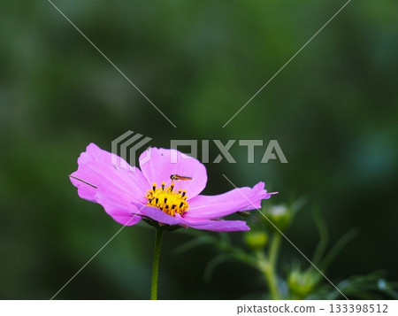 濱離宮花園裡盛開的粉紅波斯菊 133398512