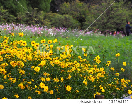 濱離宮恩賜庭園裡盛開的木花大波斯菊 133398513