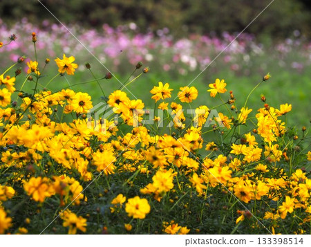 濱離宮恩賜庭園裡盛開的木花大波斯菊 133398514