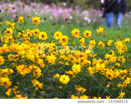 濱離宮恩賜庭園裡盛開的木花大波斯菊 133398515