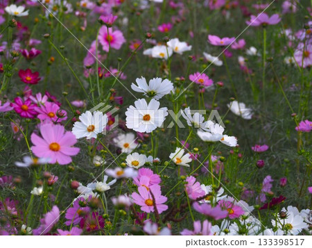 Pink cosmos blooming in Hamarikyu Gardens Pink cosmos blooming in Hamarikyu Gardens 133398517