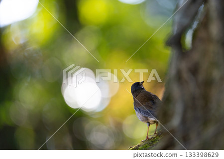 Birds in the park 133398629