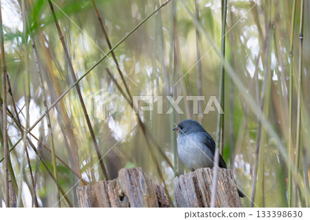 Birds in the park 133398630