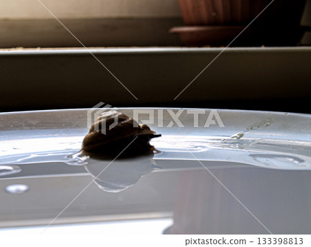 Snail akhatina and a white plate. Zen breakfast. Snail akhatina and a white plate. Zen breakfast. 133398813