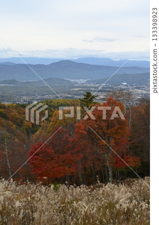神社池塘 133398923