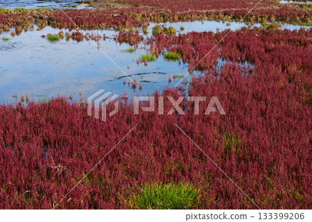 Autumn coral grass with red leaves 133399206