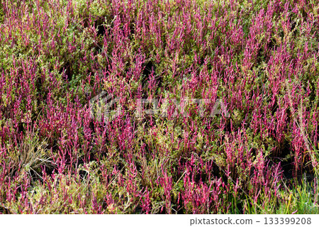 秋季珊瑚草,葉片呈紅色。 秋季珊瑚草,葉片呈紅色。 133399208