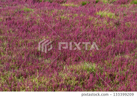 Autumn coral grass with red leaves Autumn coral grass with red leaves 133399209