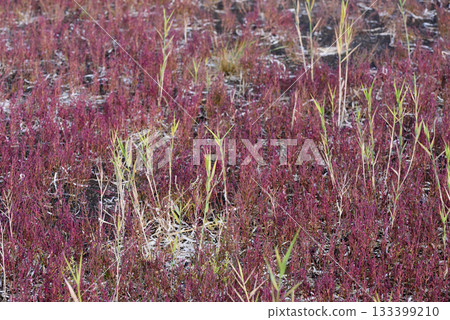 Autumn coral grass with red leaves Autumn coral grass with red leaves 133399210