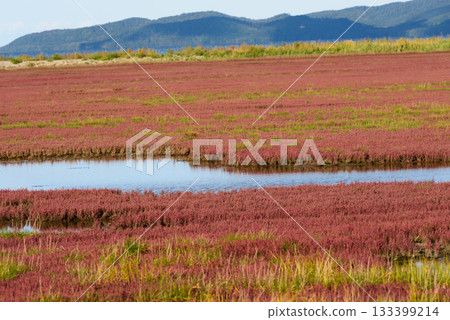 Autumn coral grass with red leaves 133399214
