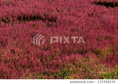 Autumn coral grass with red leaves Autumn coral grass with red leaves 133399219