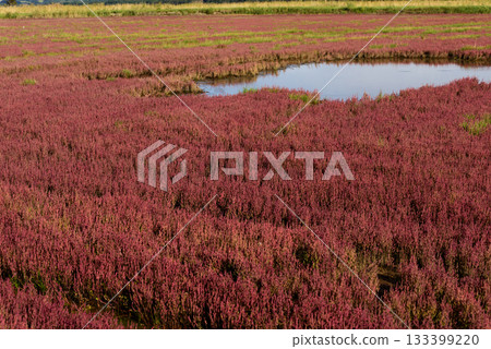Autumn coral grass with red leaves 133399220