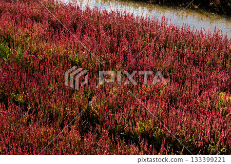 Autumn coral grass with red leaves Autumn coral grass with red leaves 133399221