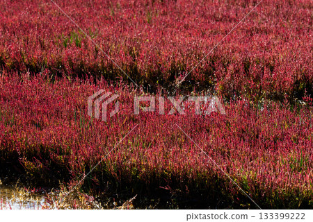 Autumn coral grass with red leaves 133399222