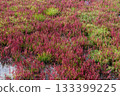 Autumn coral grass with red leaves 133399225