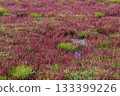Autumn coral grass with red leaves 133399226