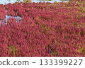 Autumn coral grass with red leaves 133399227