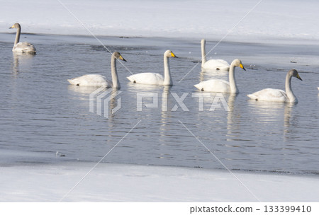 swans in lake in Norrbotten 133399410