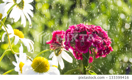 Dianthus barbatus 133399416