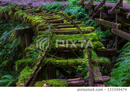 宜蘭見晴古道中被苔蘚覆蓋的荒廢運材鐵道 宜蘭見晴古道中被苔蘚覆蓋的荒廢運材鐵道 133399474