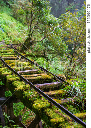 宜蘭見晴古道中被苔蘚覆蓋的荒廢運材鐵道 133399476
