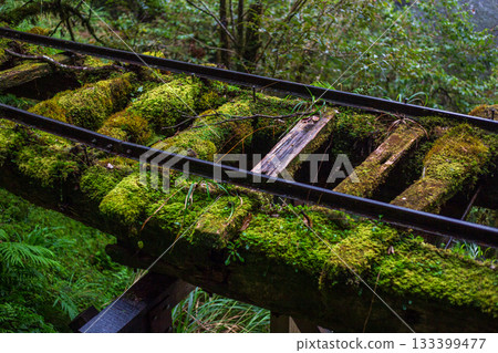 宜蘭見晴古道中被苔蘚覆蓋的荒廢運材鐵道 133399477