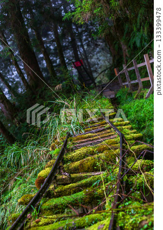 宜蘭見晴古道中被苔蘚覆蓋的荒廢運材鐵道 133399478