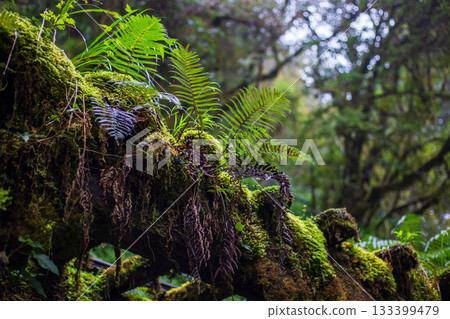 A moss-covered abandoned timber transport railway along the Jianqing Ancient Trail in Yilan. 133399479