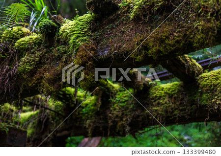 宜蘭見晴古道中被苔蘚覆蓋的荒廢運材鐵道 133399480