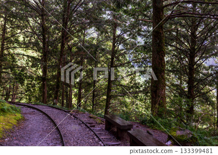 宜蘭見晴古道中被苔蘚覆蓋的荒廢運材鐵道 宜蘭見晴古道中被苔蘚覆蓋的荒廢運材鐵道 133399481