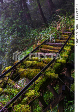 宜蘭見晴古道中被苔蘚覆蓋的荒廢運材鐵道 133399485