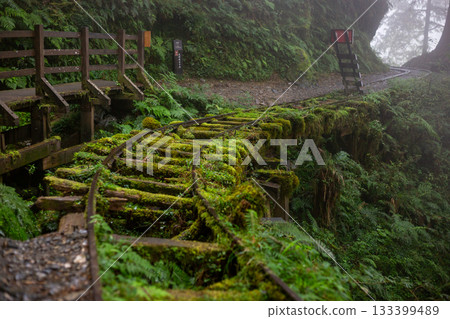 宜蘭見晴古道中被苔蘚覆蓋的荒廢運材鐵道 133399489