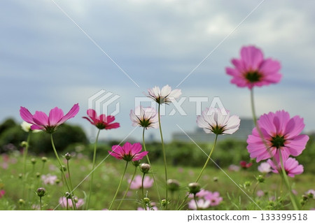 Cosmos shining in the blue sky Cosmos shining in the blue sky 133399518