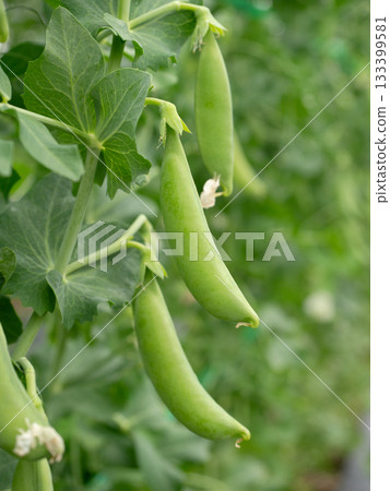在溫室中種植豌豆 133399581