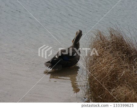 Gray heron searching for food in the river in winter 133399625