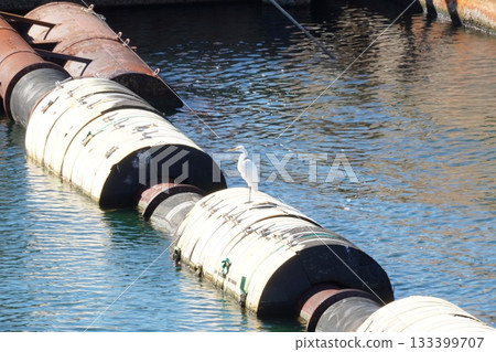 White Egret in Tokyo Bay White Egret in Tokyo Bay 133399707