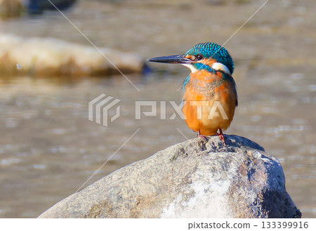 Male kingfisher in profile Male kingfisher in profile 133399916