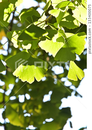 銀杏花季,等待色彩變幻 銀杏花季,等待色彩變幻 133400075