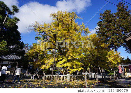 Designated natural monument of Kumenan Town, Okayama Prefecture: The large ginkgo tree at Tanjoji Temple Designated natural monument of Kumenan Town, Okayama Prefecture: The large ginkgo tree at Tanjoji Temple 133400079