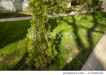 evergreen cypress bush close up growing on lawn. 133400183